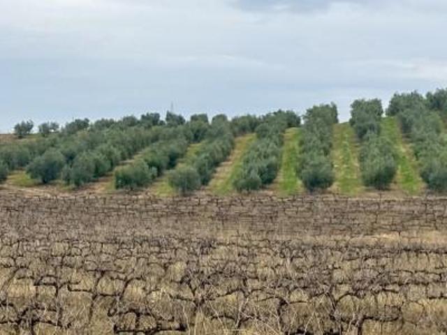 Terreno en venta en La Albuera, Tierra de Badajoz