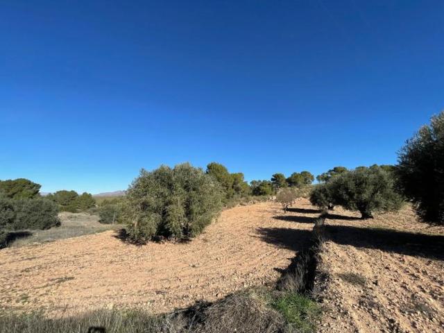 Terreno en venta en La Zarza