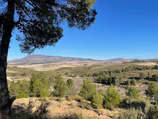 Terreno en venta en La Zarza