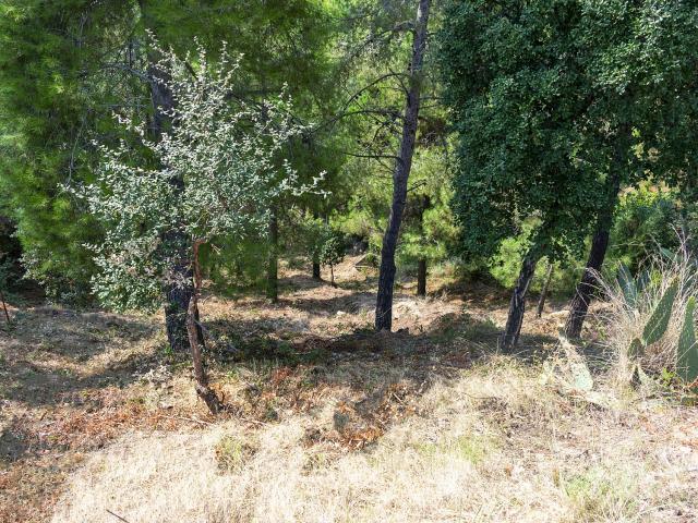Terreno en venta en la Selva, Catalunya