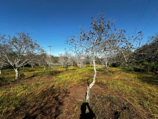 Terreno alugar em Loulé