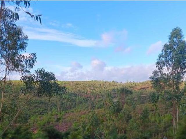 Terreno venda em Mação, Santarém