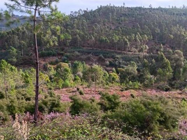 Terreno venda em Mação, Santarém