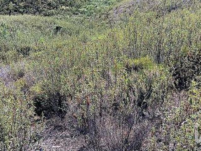 Terreno venda em Mação, Santarém