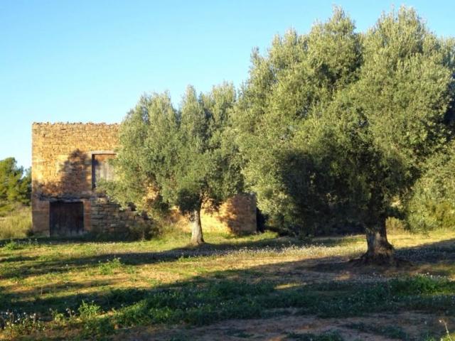 Terreno en venta en Bajo Aragón-Caspe / Baix Aragó-Casp, Aragón