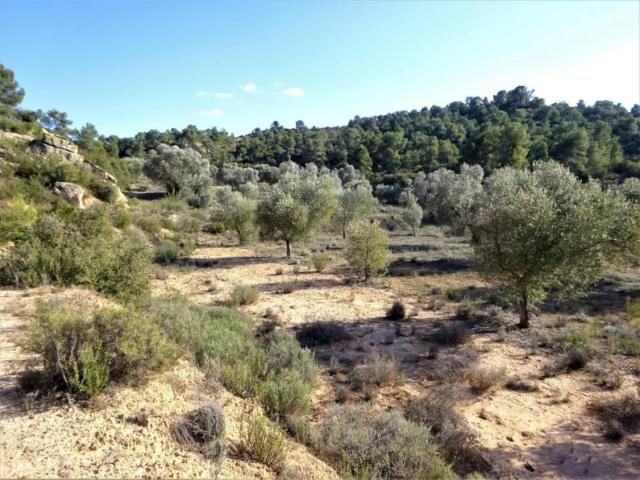 Terreno en venta en Bajo Aragón-Caspe / Baix Aragó-Casp, Aragón