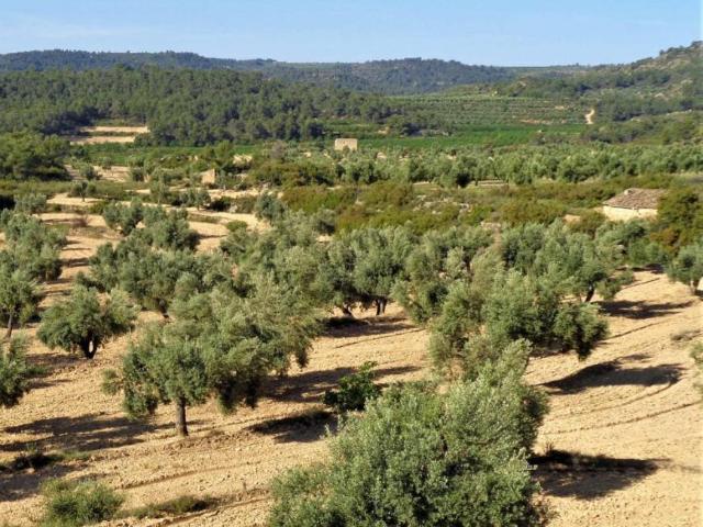 Terreno en venta en Bajo Aragón-Caspe / Baix Aragó-Casp, Aragón