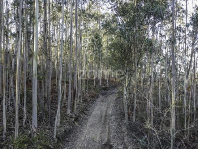 Terreno alugar em Maia