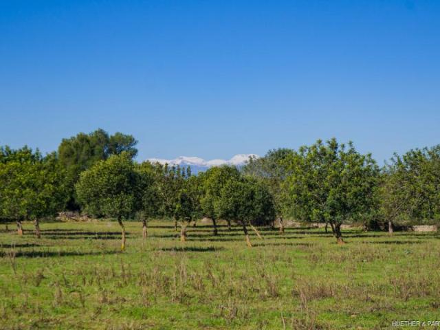 Terreno en venta en Manacor, Llevant
