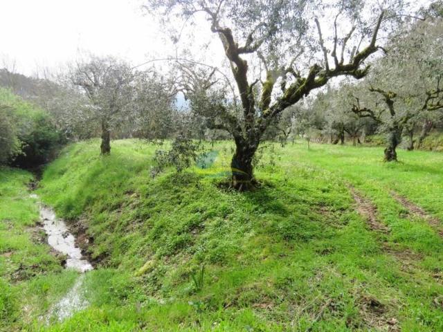 Terreno venda em Miranda Do Corvo, Coimbra
