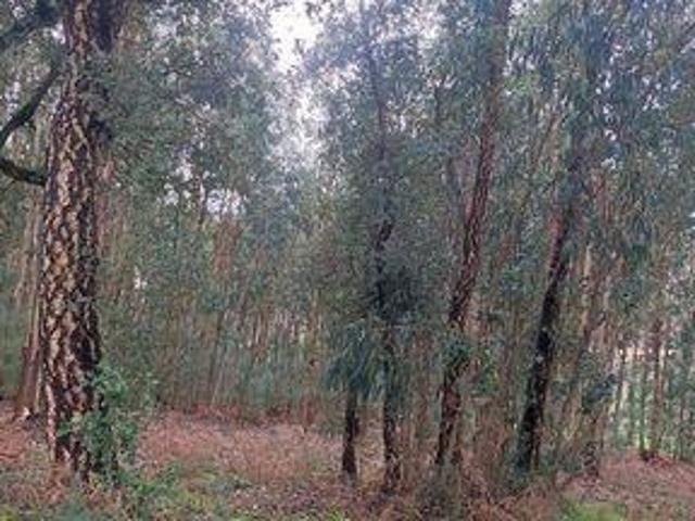 Terreno venda em Cascarneiro, Monção