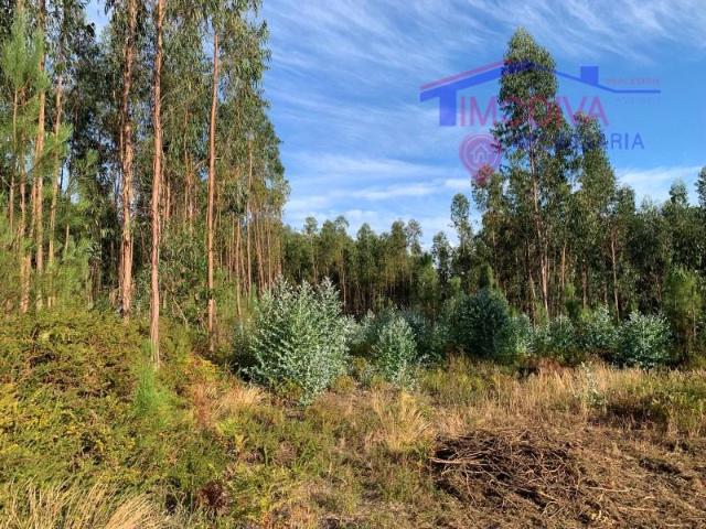 Terreno venda em Pedrógão Grande, Leiria