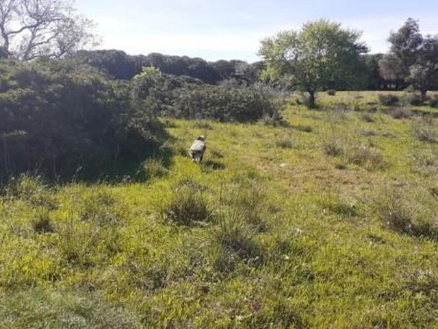 Terreno venda em Pêra