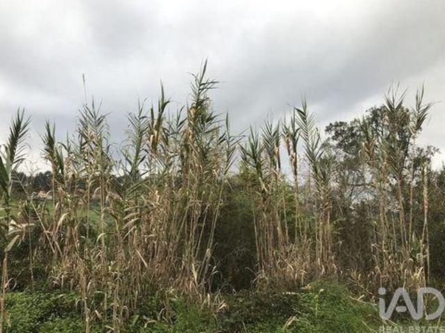 Terreno venda em Pombal, Leiria