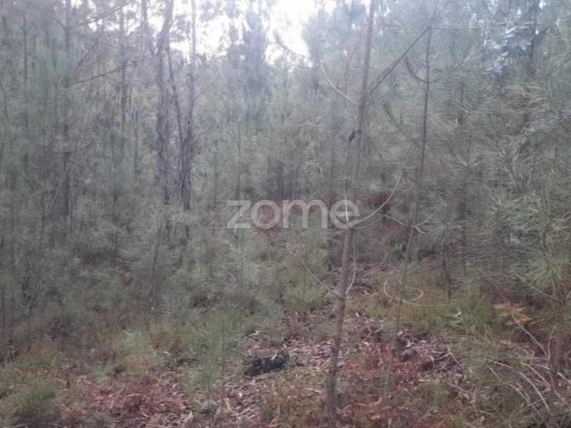 Terreno venda em Pombal, Leiria