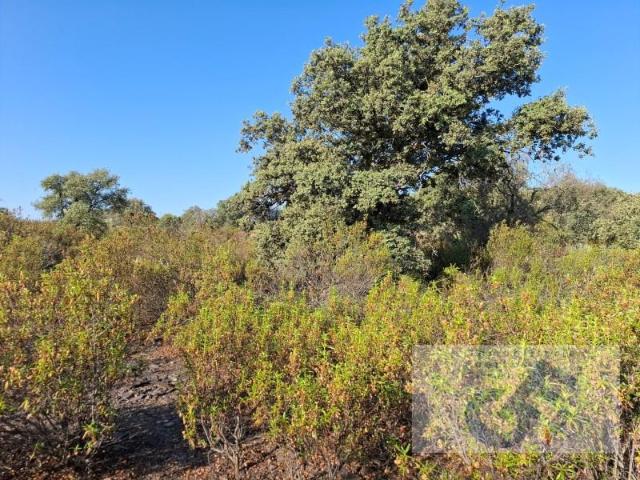 Terreno en venta en Pozoblanco, Andalucía