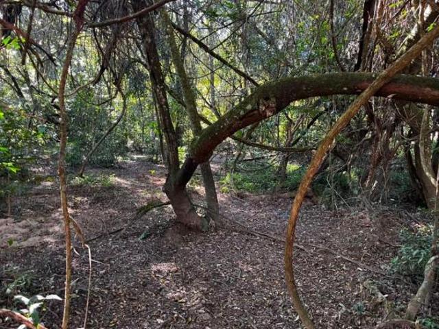 Terreno venda em Bueno Brandão
