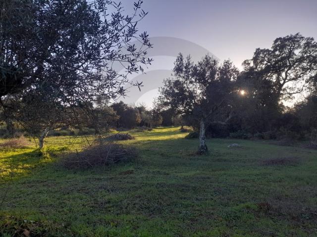 Terreno venda em Alcanena, Santarém