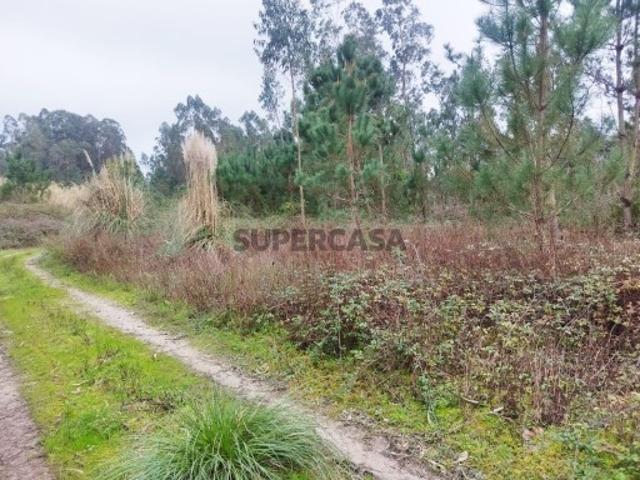 Terreno venda em Cantanhede, Coimbra