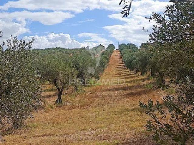 Terreno venda em Campo Maior, Portalegre