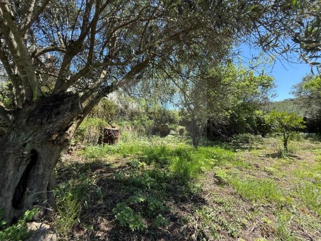 Terreno venda em São Brás De Alportel, Faro