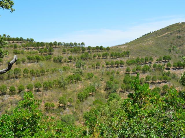 Terreno venda em Saboia, Odemira