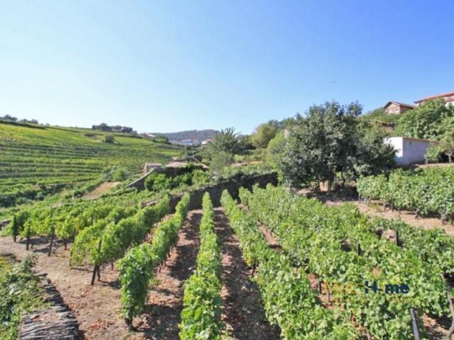 Terreno venda em Sabrosa, Vila Real