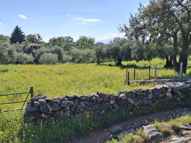 Terreno venda em Castelo Branco, Penamacor