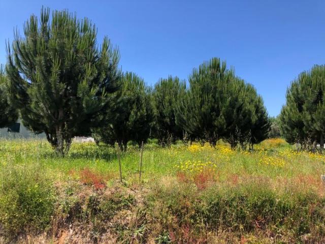 Terreno venda em Couto Do Mosteiro, Viseu