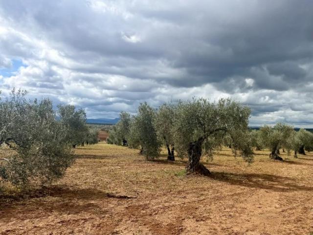 Terreno en venta en Tierra de Barros, Extremadura