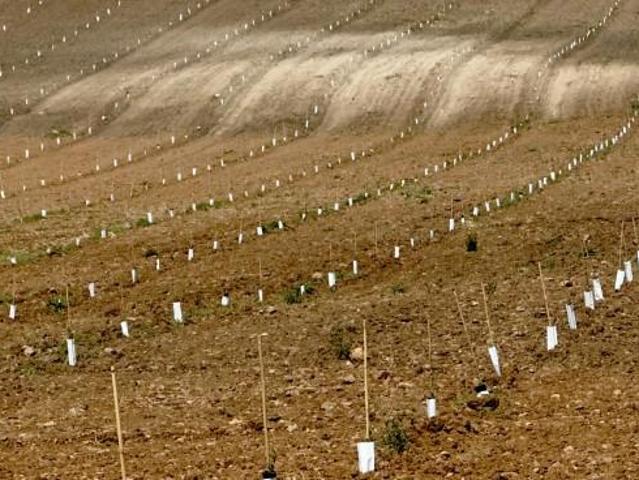 Terreno en venta en Tierra de Barros, Extremadura