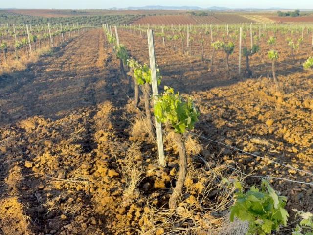 Terreno en venta en Tierra de Barros, Extremadura
