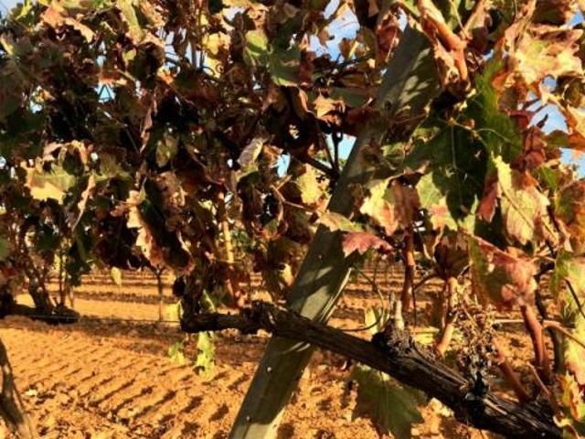 Terreno en venta en Tierra de Barros, Extremadura