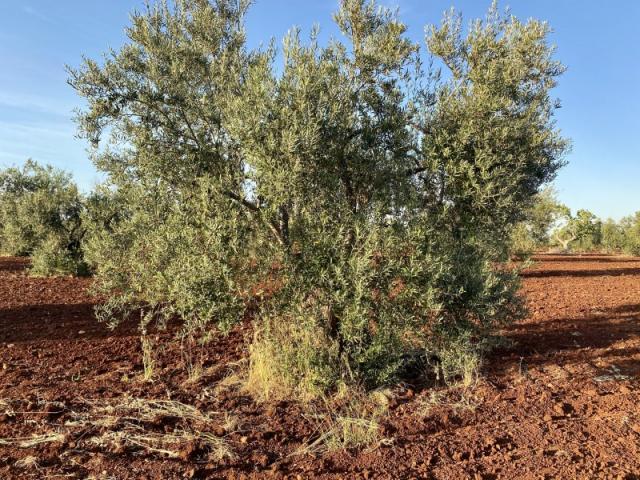 Terreno en venta en Tierra de Barros, Extremadura