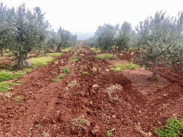 Terreno en venta en Tierra de Barros, Extremadura