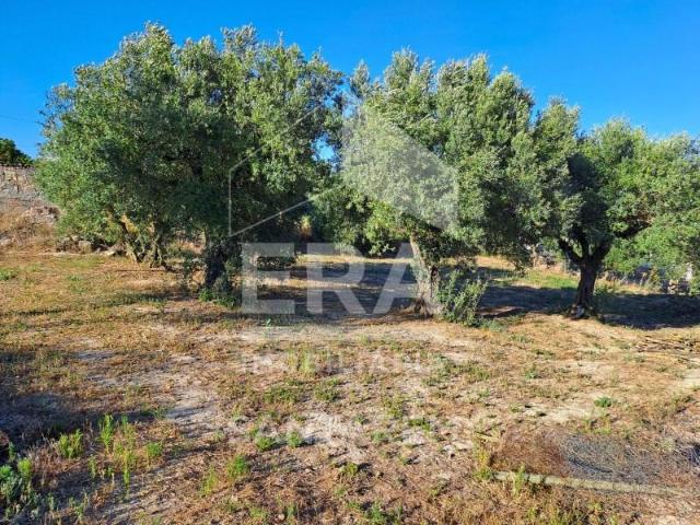 Terreno venda em Arneiro dos Borralhos, Santarém