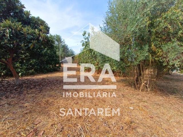 Terreno venda em Santarém