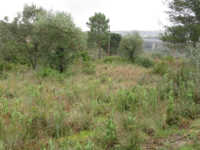 Terreno venda em Madalena e Beselga, Tomar