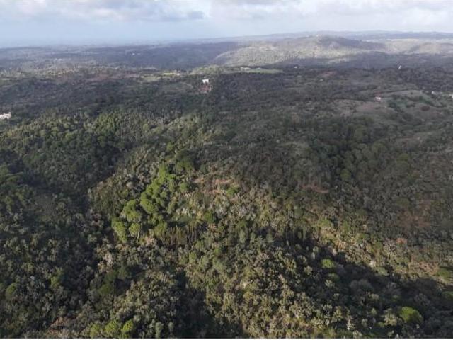 Terreno venda em Santiago Do Cacém, Setúbal