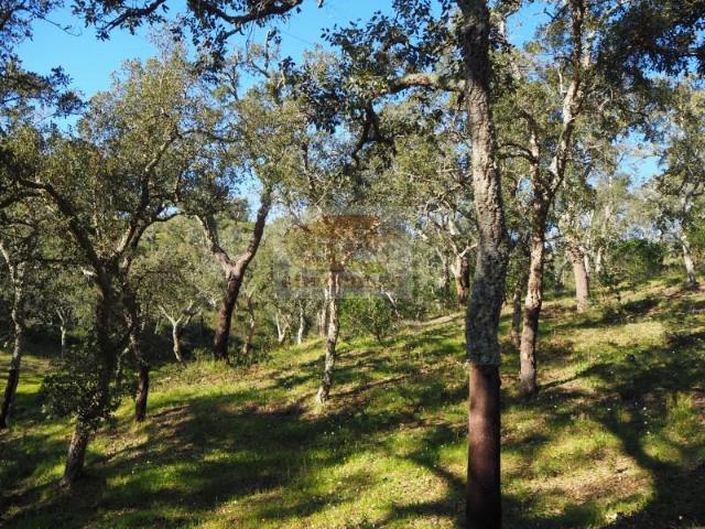 Terreno venda em Santiago Do Cacém, Setúbal
