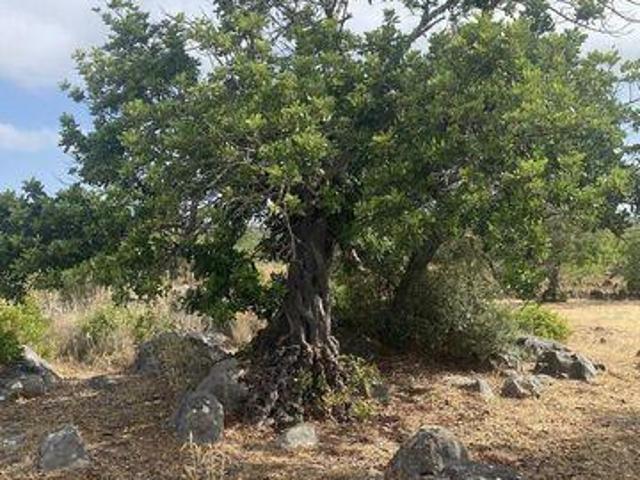 Terreno venda em São Brás De Alportel, Faro