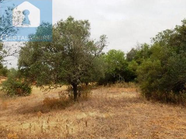 Terreno venda em Pêra