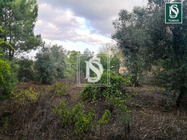 Terreno venda em Tomar, Santarém
