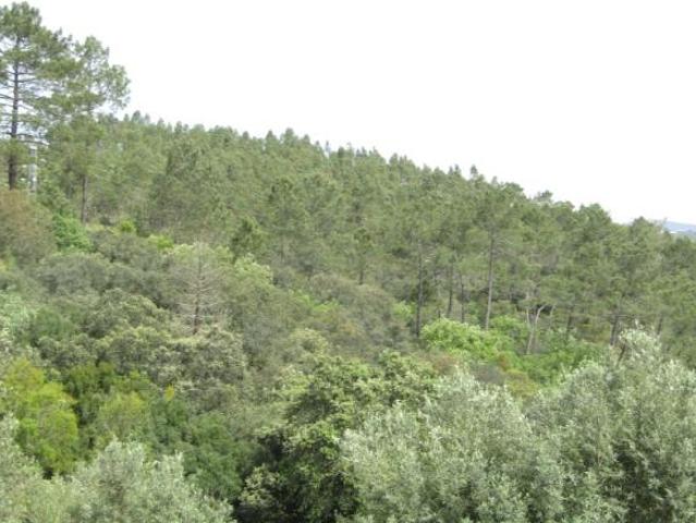 Terreno venda em Tomar