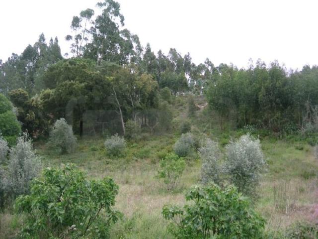 Terreno venda em Madalena e Beselga, Tomar