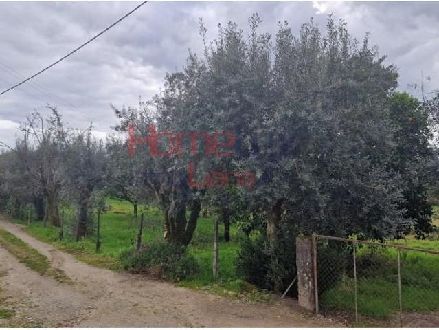 Terreno venda em Tondela e Nandufe, Tondela