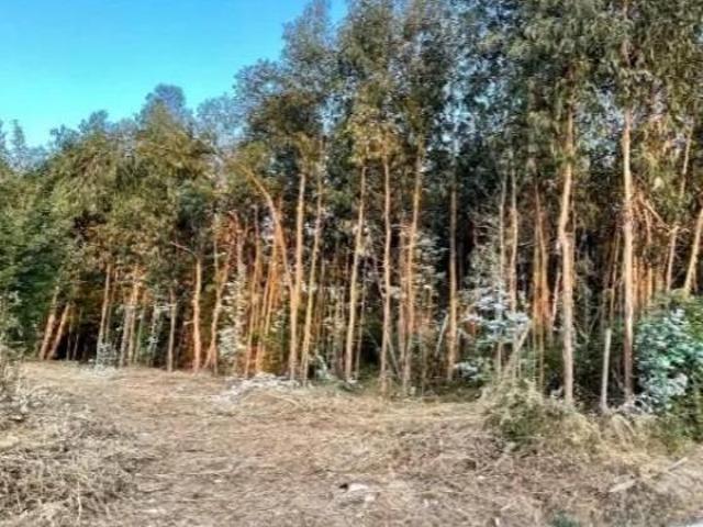 Terreno venda em Tondela e Nandufe, Tondela