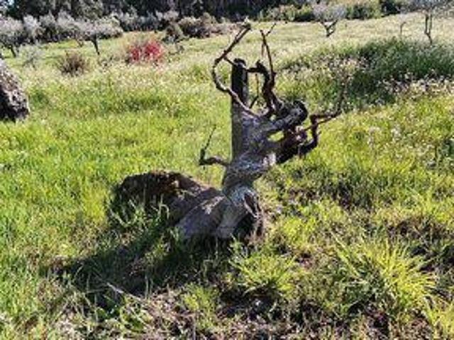 Terreno venda em Argeriz, Vila Real