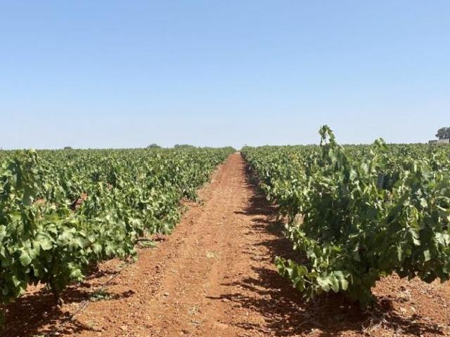 Terreno en venta en Llanos de Olivenza, Extremadura