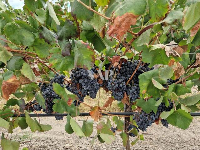 Terreno venda em Vendas Novas Terreno venda em Vendas Novas